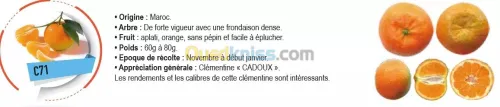 Vend plants d'agrumes 