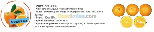 Vend plants d'agrumes 