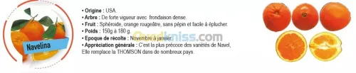 Vend plants d'agrumes 
