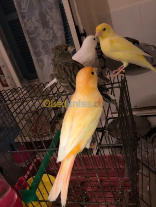 Canaris 