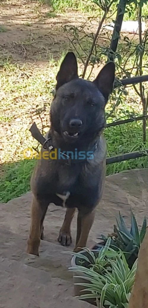 malinois