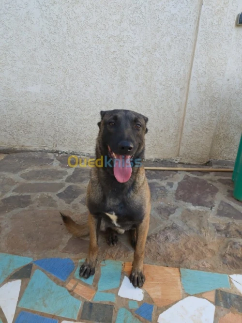malinois