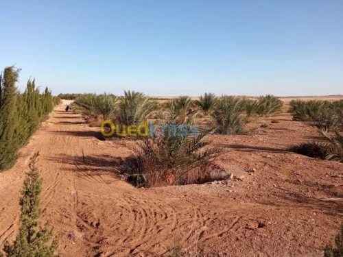 Vente Terrain Biskra Doucen