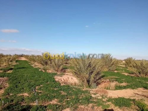 Vente Terrain Biskra Doucen