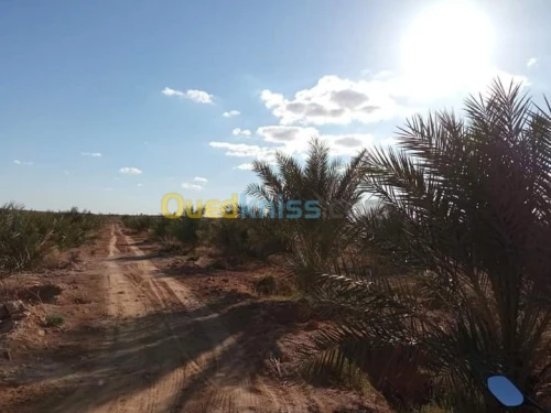 Vente Terrain Biskra Doucen