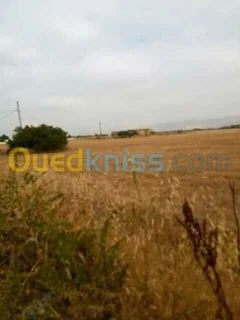 Vente Terrain Agricole Relizane Djidioua