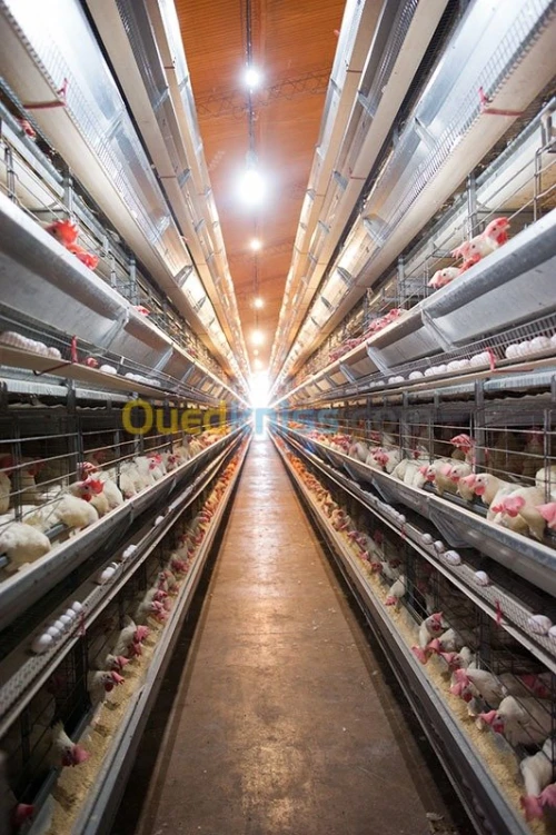 BATTERIE POULE PONDEUSE (AVICOLE)