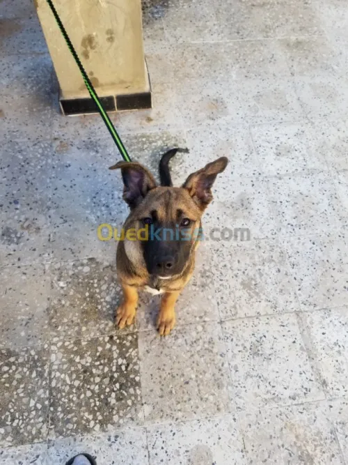 Malinois croise avendre