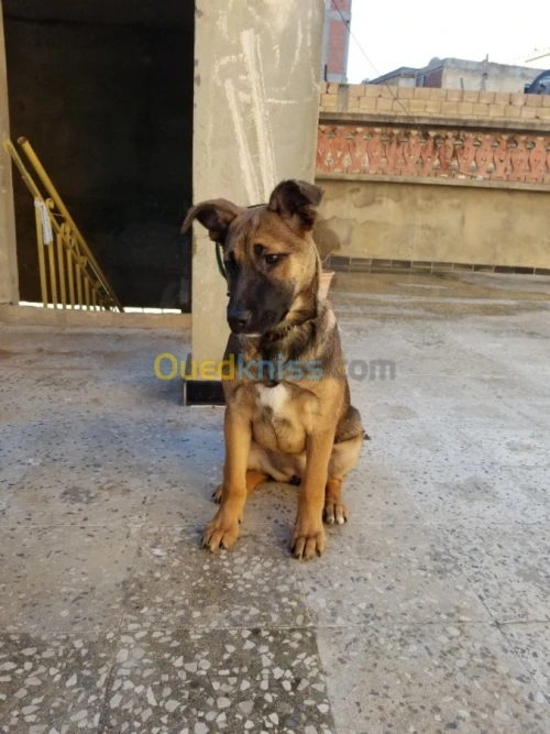 Malinois croise avendre