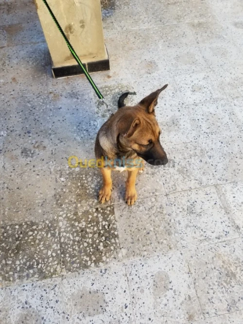 Malinois croise avendre