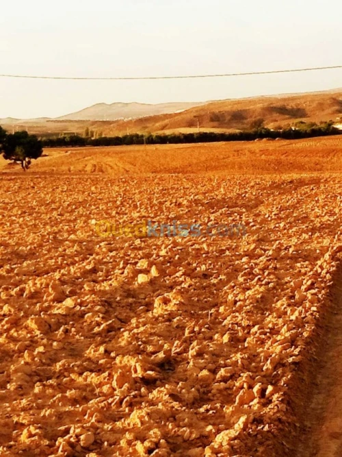 Vente Terrain Bordj bou arreridj Bordj bou arreridj