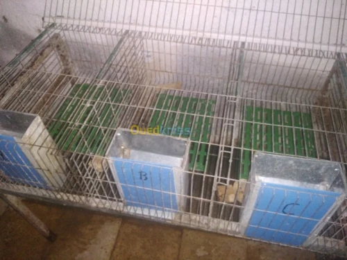 Des batteries pour des lapins