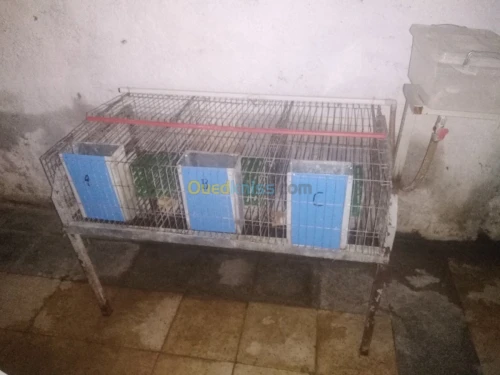 Des batteries pour des lapins