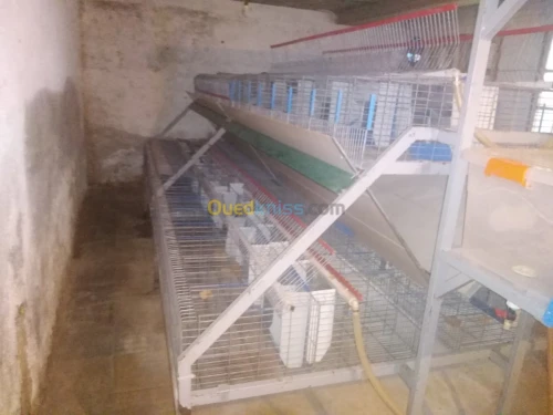 Des batteries pour des lapins