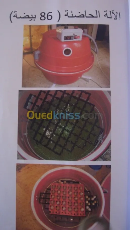 couveuse oeufs 