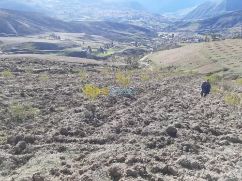 Vente Terrain Agricole Setif Bougaa
