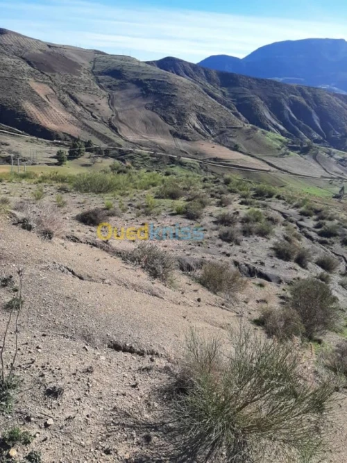 Vente Terrain Agricole Setif Bougaa