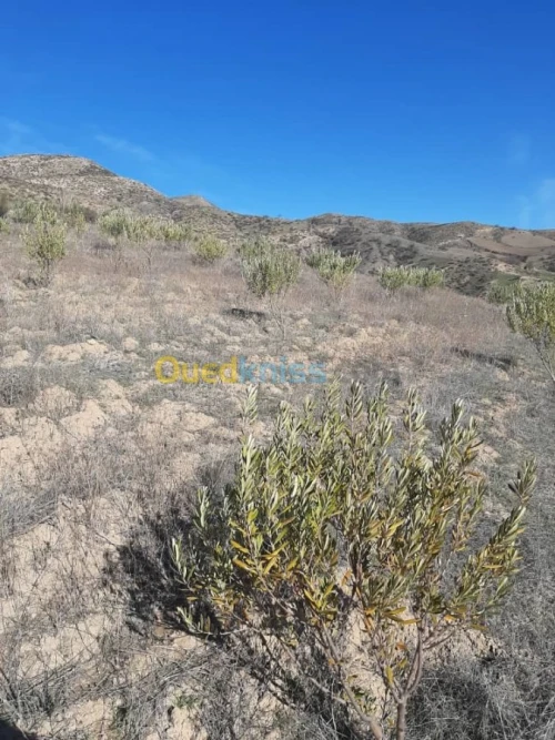 Vente Terrain Agricole Setif Bougaa