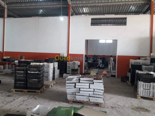Location bien immobilier Biskra Tolga