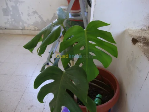 décoration et aménagement plante 