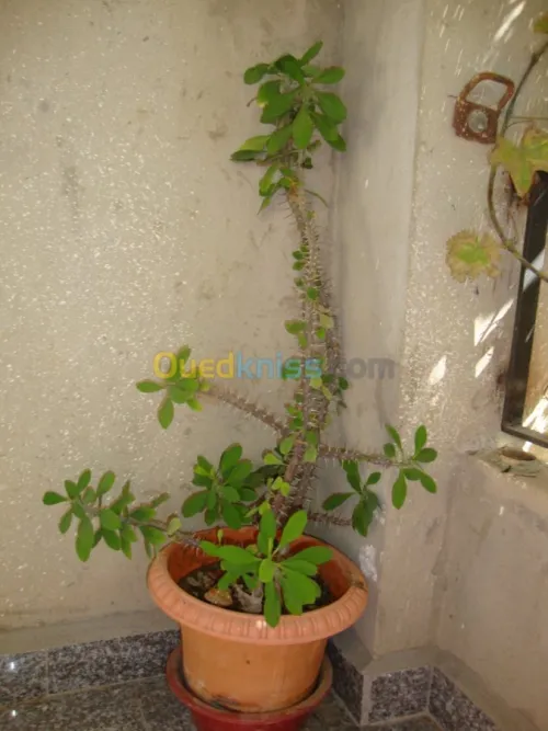 décoration et aménagement plante 
