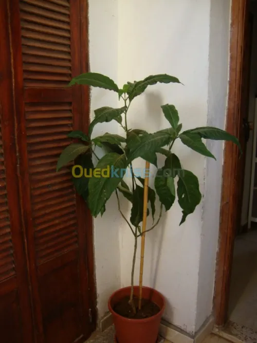 décoration et aménagement plante 