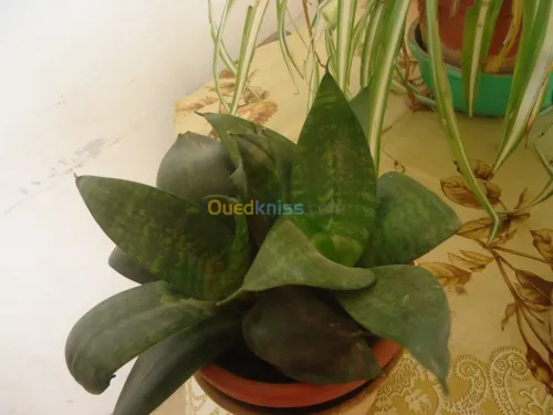 décoration et aménagement plante 