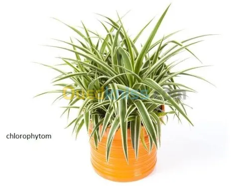 décoration et aménagement plante 