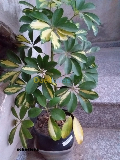 décoration et aménagement plante 