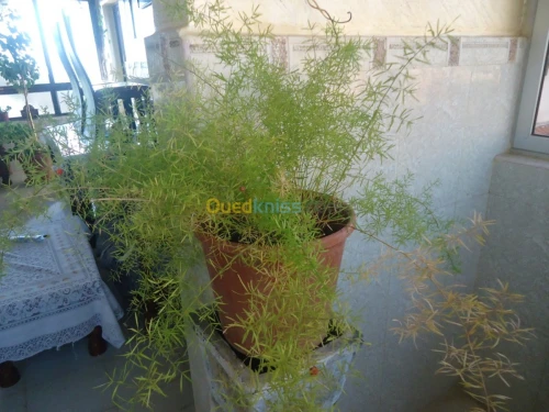 décoration et aménagement plante 