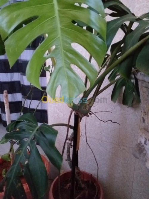 décoration et aménagement plante 