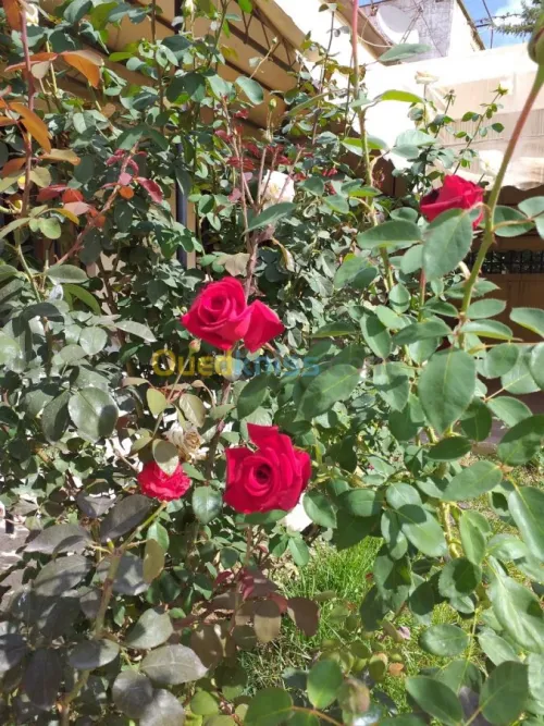 décoration et aménagement plante 