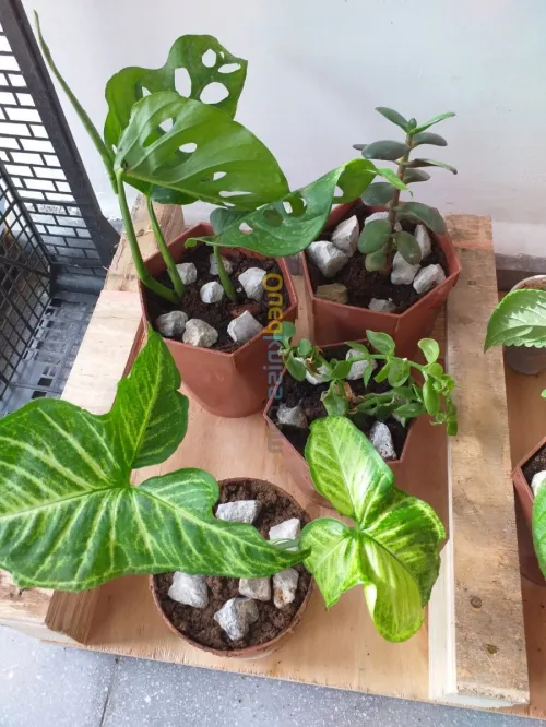 décoration et aménagement plante 