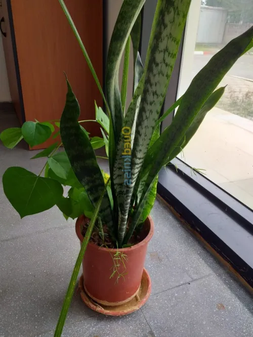 décoration et aménagement plante 