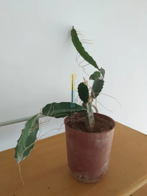 décoration et aménagement plante 