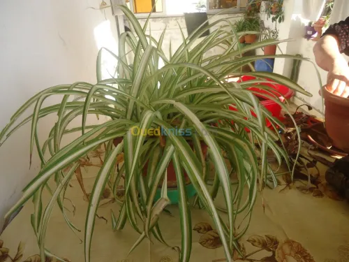 décoration et aménagement plante 