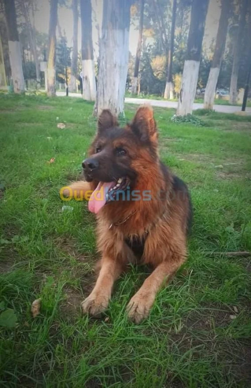  femelle berger allemand