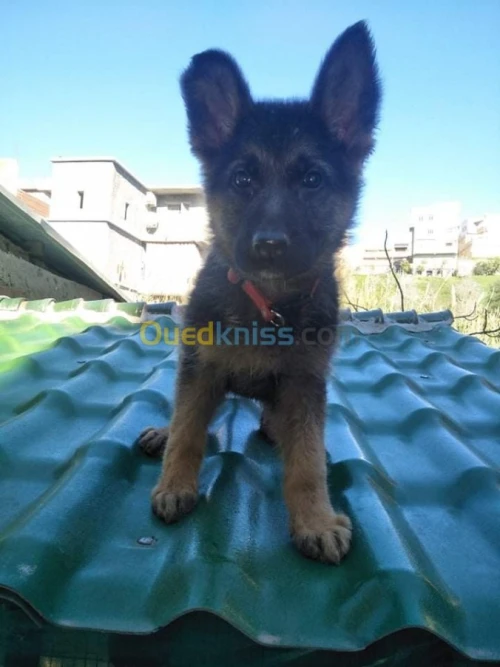  femelle berger allemand