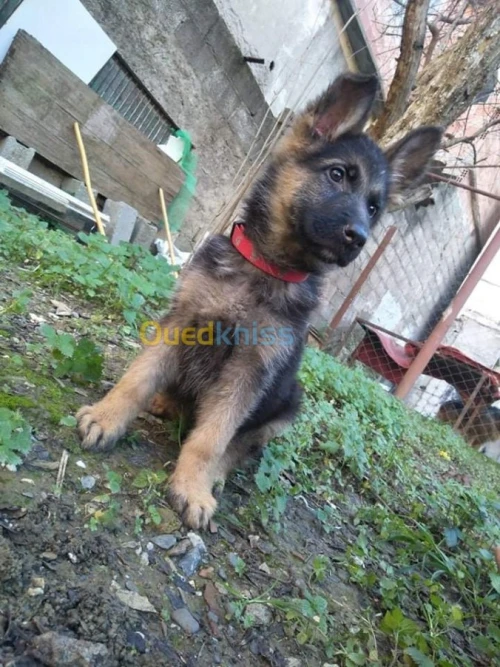  femelle berger allemand