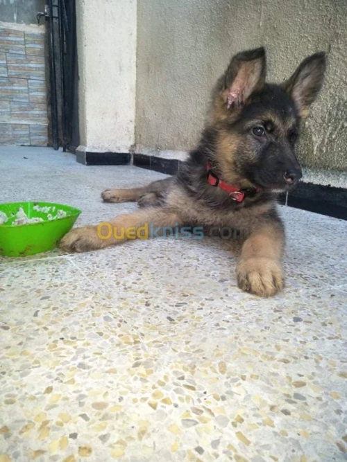  femelle berger allemand