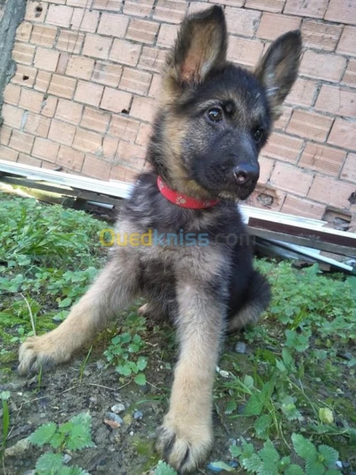  femelle berger allemand
