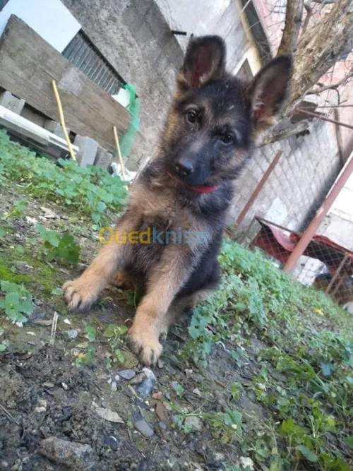  femelle berger allemand