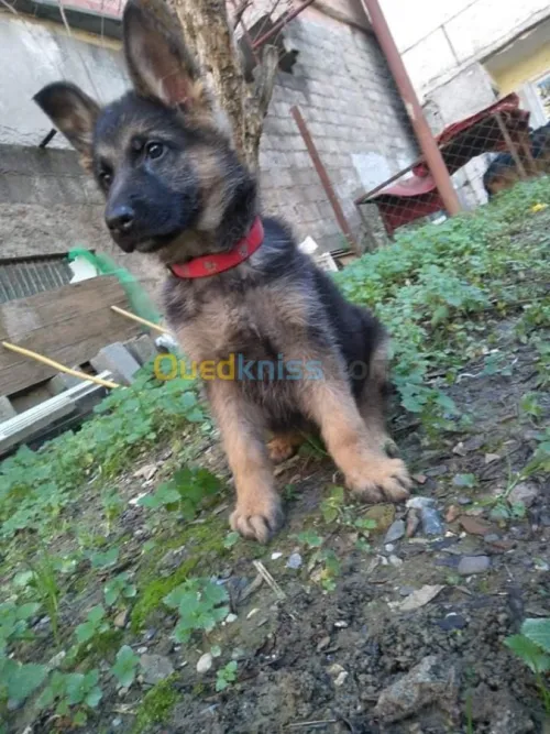  femelle berger allemand
