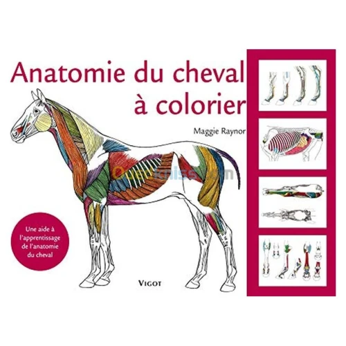 Anatomie du cheval à colorier