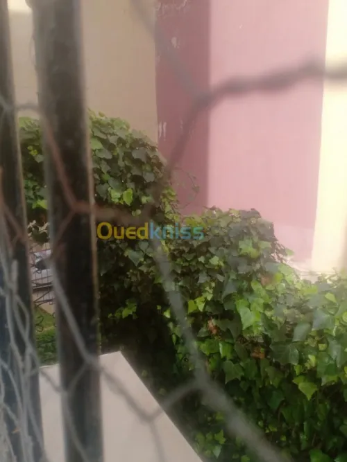 Vente Appartement F3 Skikda Skikda