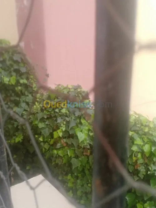 Vente Appartement F3 Skikda Skikda