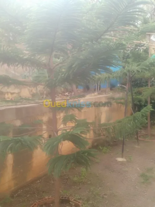 Vente Appartement F3 Skikda Skikda