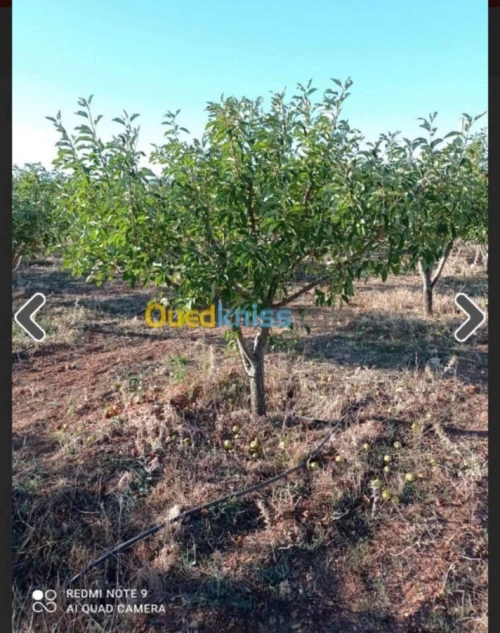 Vente Terrain Batna Ouyoun el assafir