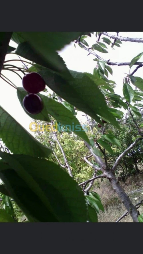 Vente Terrain Batna Ouyoun el assafir