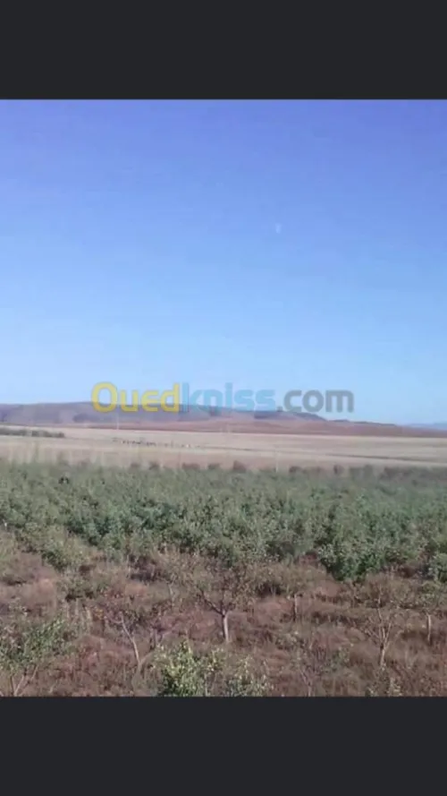Vente Terrain Batna Ouyoun el assafir